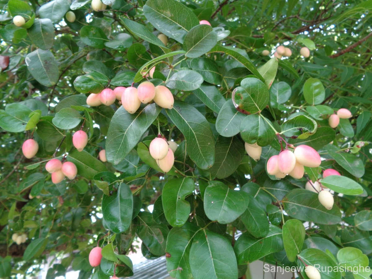 Carissa macrocarpa (Eckl.) A.DC.